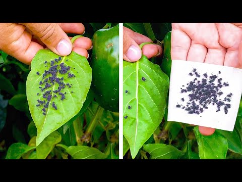 Pests Hacks That Will Save Your Home And Garden ☘️ || Easy Steps!