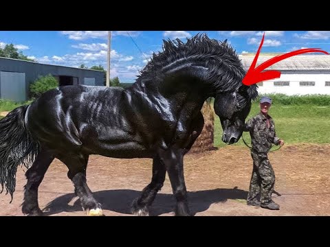 Nézzük meg, mire képesek a világ legerősebb lovai!