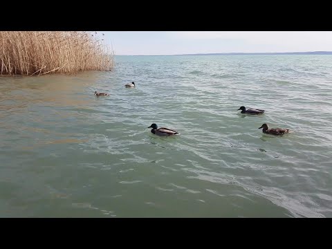 4K Relax Spring Balaton;  Frühling Plattensee