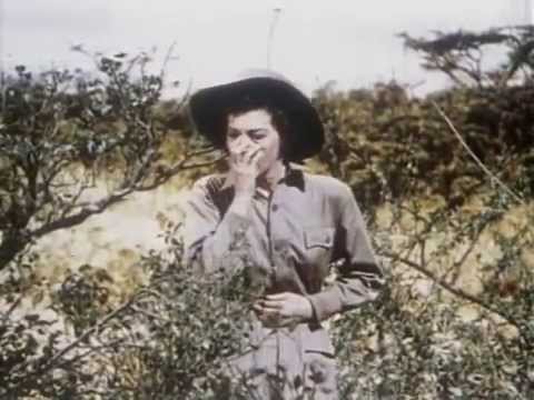 A Kilimandzsaro hava 1952 TELJES FILM