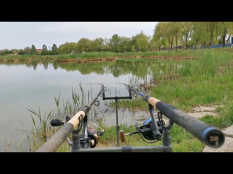 Eco horgászat – 59. rész – Pontyok a nádból (Nádaspart Horgásztó)