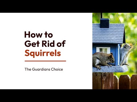 How to Get Rid of Squirrels in the Home & Garden | A Complete Guide | The Guardian’s Choice