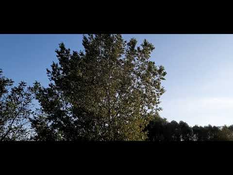 Szél hárfa – Nyárfa lombot fújja a szél