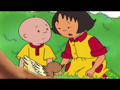 Caillou talál egy kis madarat | Caillou Magyarul – WildBrain