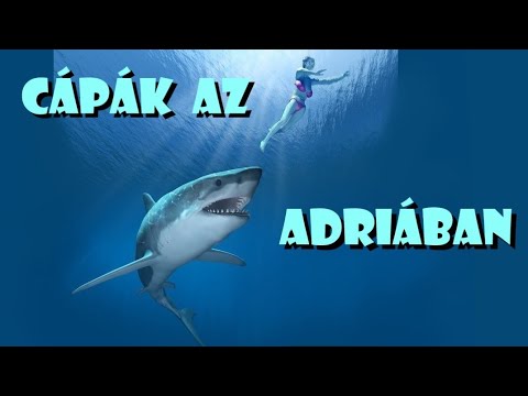 Cápák az Adriai tengerben – minden amit róluk tudni érdemes