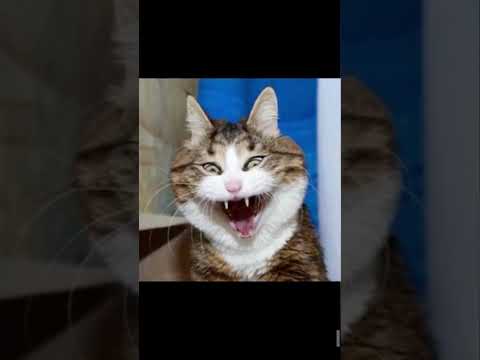 Vicces mikulás videó (macska)😸🎅🏻