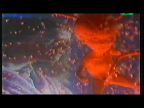 Intruderek – Egy új faj születik 2/2 | 1992 | Horror, Misztikus | TELJES FILM MAGYARUL