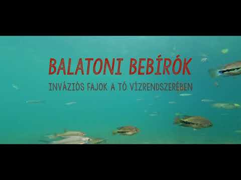 Balatoni bebírók- inváziós fajok a tó vízrendszerében