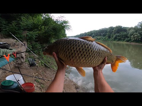 ÚJRA SIKERÜLT 😀 10+OS PONTY ÉS A RÁADÁS – Feeder horgászat a Tiszán.