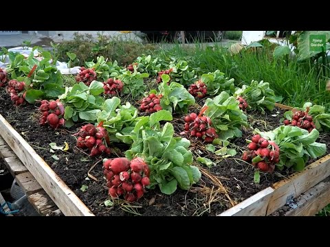 Tái chế vỉ trứng cũ để trồng củ cải đỏ baby | Recycle old egg cartons to grow baby red beets