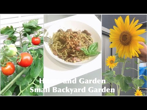 Home and Garden/Harvesting Food from Small Backyard Garden #gardening #homeandgarden #gardentotable