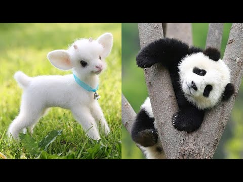 Cute baby animals Videos Compilation cute moment of the animals – Cutest Animals #45
