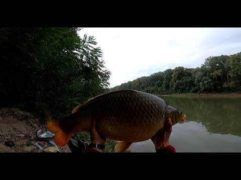 HÁROM A MAGYAR IGAZSÁG – 11 KG-OS PONTY – Feeder horgászat a Tiszán.