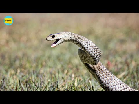 A világ 10 legveszélyesebb kígyója!