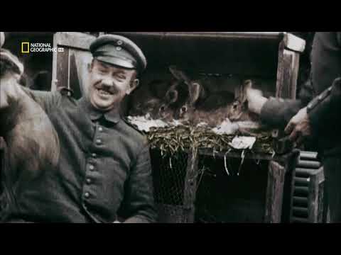 Apokalipszis: az első világháború - 3. rész (Pokol) /1080p/