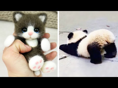 Aranyos baba állatok videók összeállítása | Az állatok vicces és aranyos pillanata #6 – Legaranyosabb állatok 2023