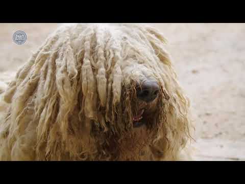 Komondor - Magyar kutyafajták (9 magyar kutya) oktató- és dokumentumfilm