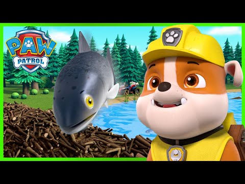 Les chiots aident les poissons à franchir le barrage de castor! - Mancs Őrjárat - PAW Patrol epizód