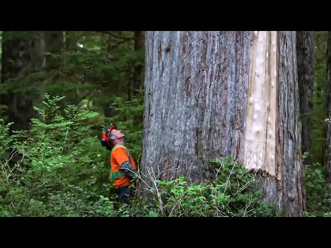 Canadian Lumberjack Hard Life