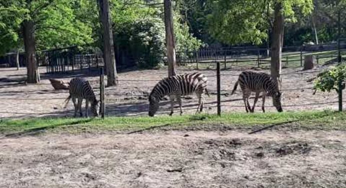 Zebra - Nyíregyházi állatpark Nyíregyháza állatkert