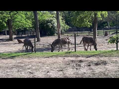 Zebra - Nyíregyházi állatpark Nyíregyháza állatkert