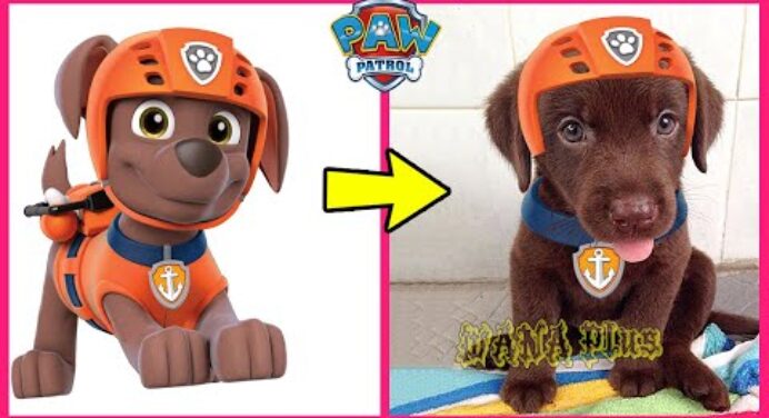 Paw Patrol Characters In Real Life 👉@WANAPlus