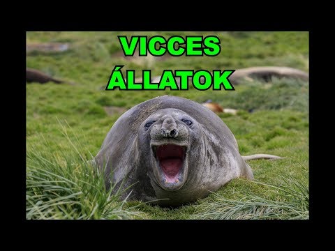 😸 VICCES ÁLLATOK #28 | Cuki és vicces állatok videók | összeállítása 2019 | TETSZIK