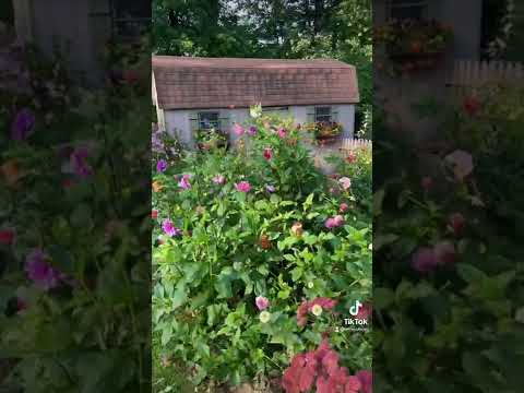 Flowers in our garden / Home Gardening #gardening #shorts