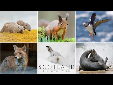 Skócia, az új vadon | 2. A szigetek (TELJES FILM | 1080p)