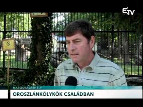 Oroszlánkölykök családban – Erdélyi Magyar Televízió