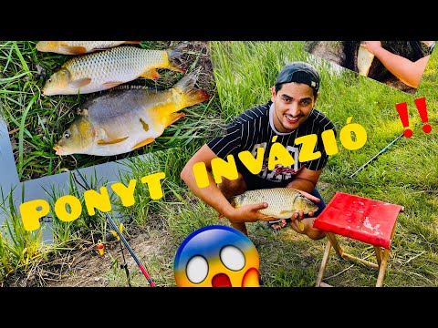 Spártai Kemál - Ponty🐟invázió😱‼️Kaland (3)😊