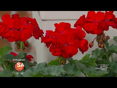 San Antonio Home & Garden Show | SA Live | KSAT 12