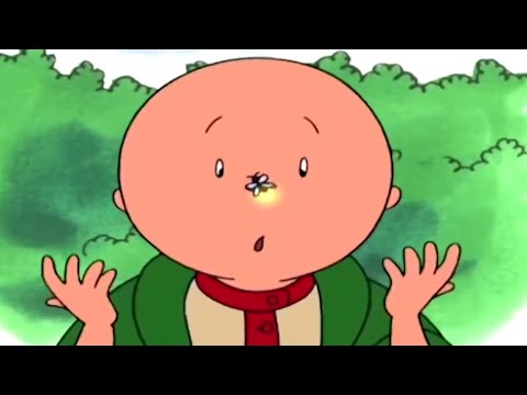 Caillou Kempingezni Megy | Caillou Magyarul - WildBrain