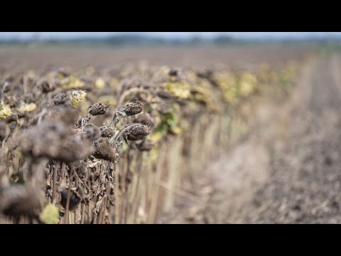 Súlyos aszály a magyar földek csaknem kétharmadán