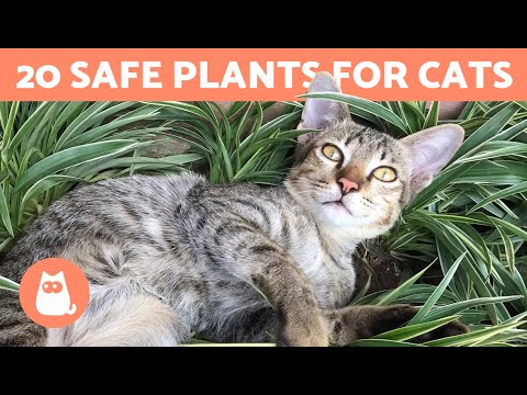 20 SAFE PLANTS for CATS 🌿 For the Home and Garden