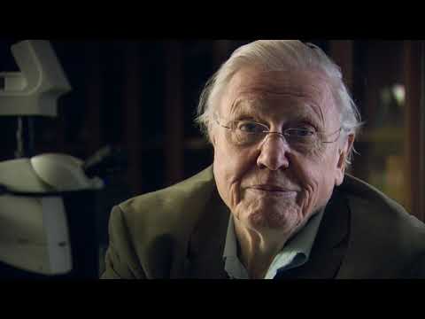 Az állatvilág története David Attenborough val S01E01 720p