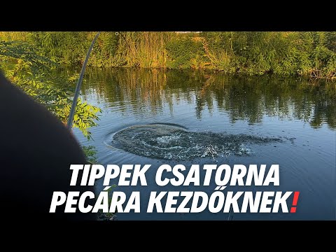 Amur és ponty horgászat, csatorna peca tippek! #fishing 🐟