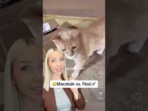 Mi történik? 😱 #magyar #cat #hack #hungary #funny #catvideos