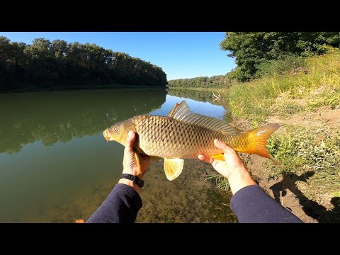 TISZAI NYURGA PONTY - Feeder horgászat a Tiszán.