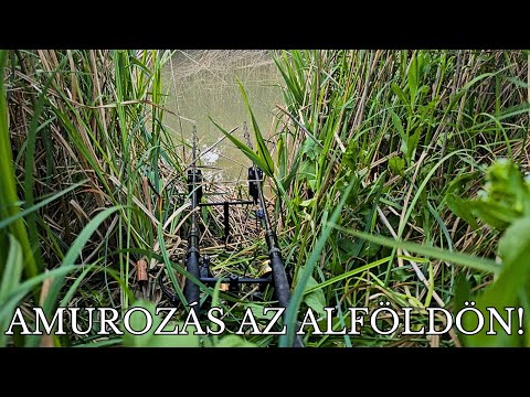 Amur horgászat az Alföldön!