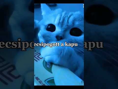 Becsipogott a kapu #Meme #Shorts