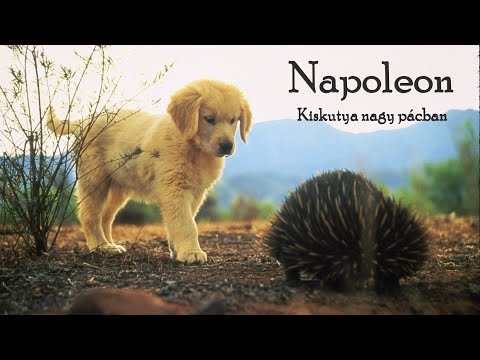 Napóleon - Kis kutya, nagy pácban (1996) 🎞