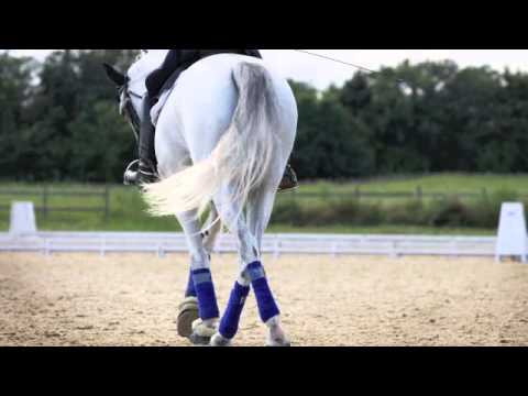 How Can Bit Bank Australia Help You and Your Horse?